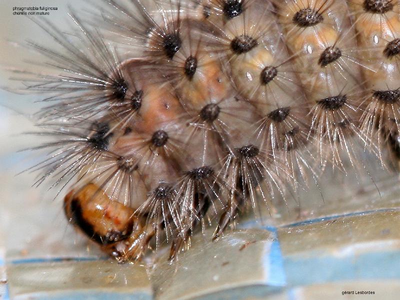 fuliginosa 1.jpg